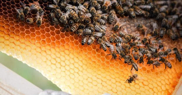 Les abeilles nous veulent du bien !