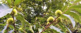 La châtaigne, un fruit d'automne