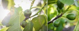 Figues vertes