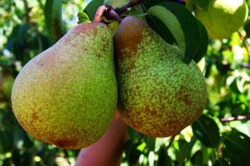 Poires - Cru00e9dit photo : wikipedia - Glysiak