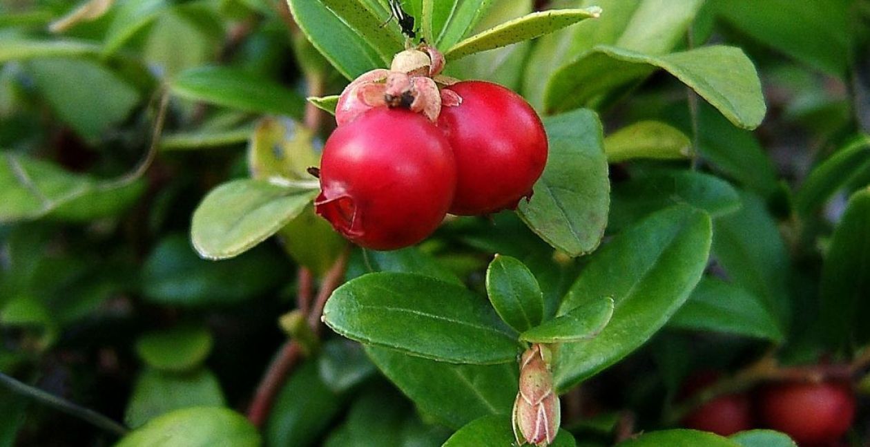 Airelles sauvages © wikipedia