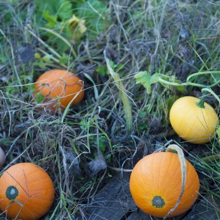 choisir une belle courge dans le jardin choisir une belle courge dans le jardin