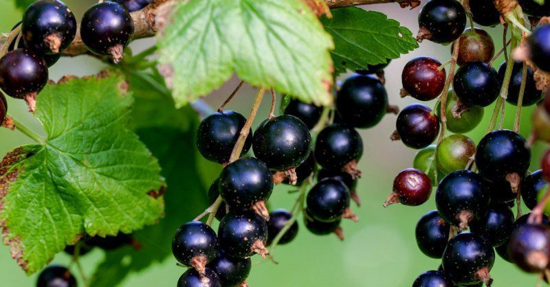 Le cassis : tout savoir sur ce fruit rouge