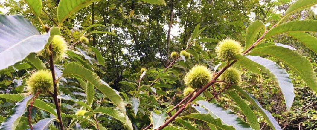 La châtaigne, un fruit d'automne