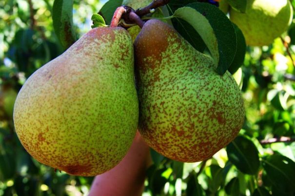 La poire, un fruit tendre et juteux, aussi bon cru que cuit