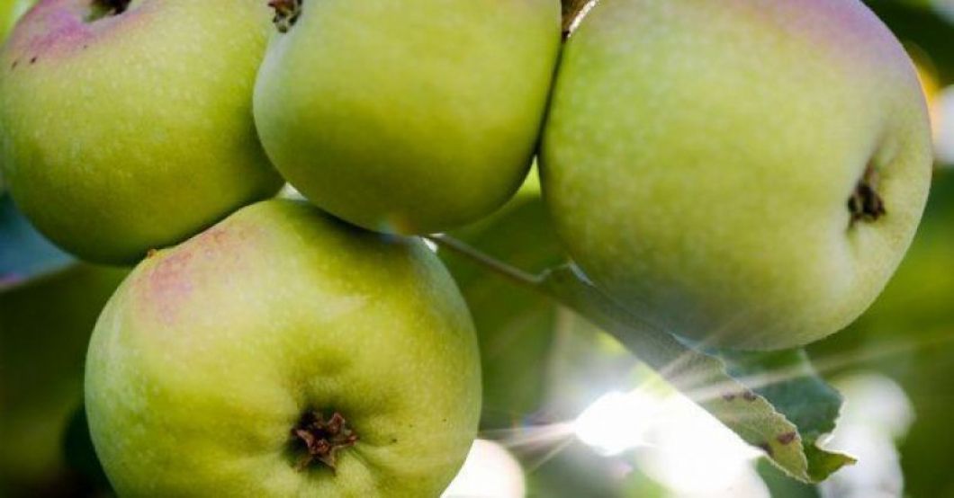 La pomme, un fruit d'automne simple adoré des français