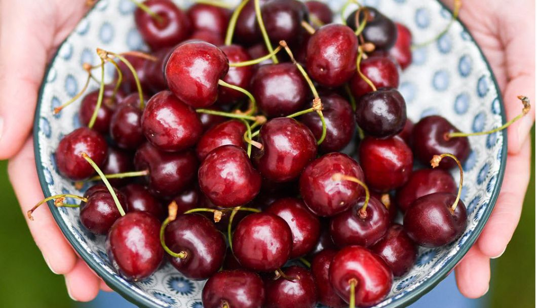 La cerise, le premier fuits à noyau du printemps