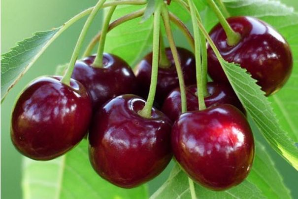 Découvrez pourquoi il ne faut pas manger les noyaux des cerises