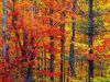 Couleurs d'automne