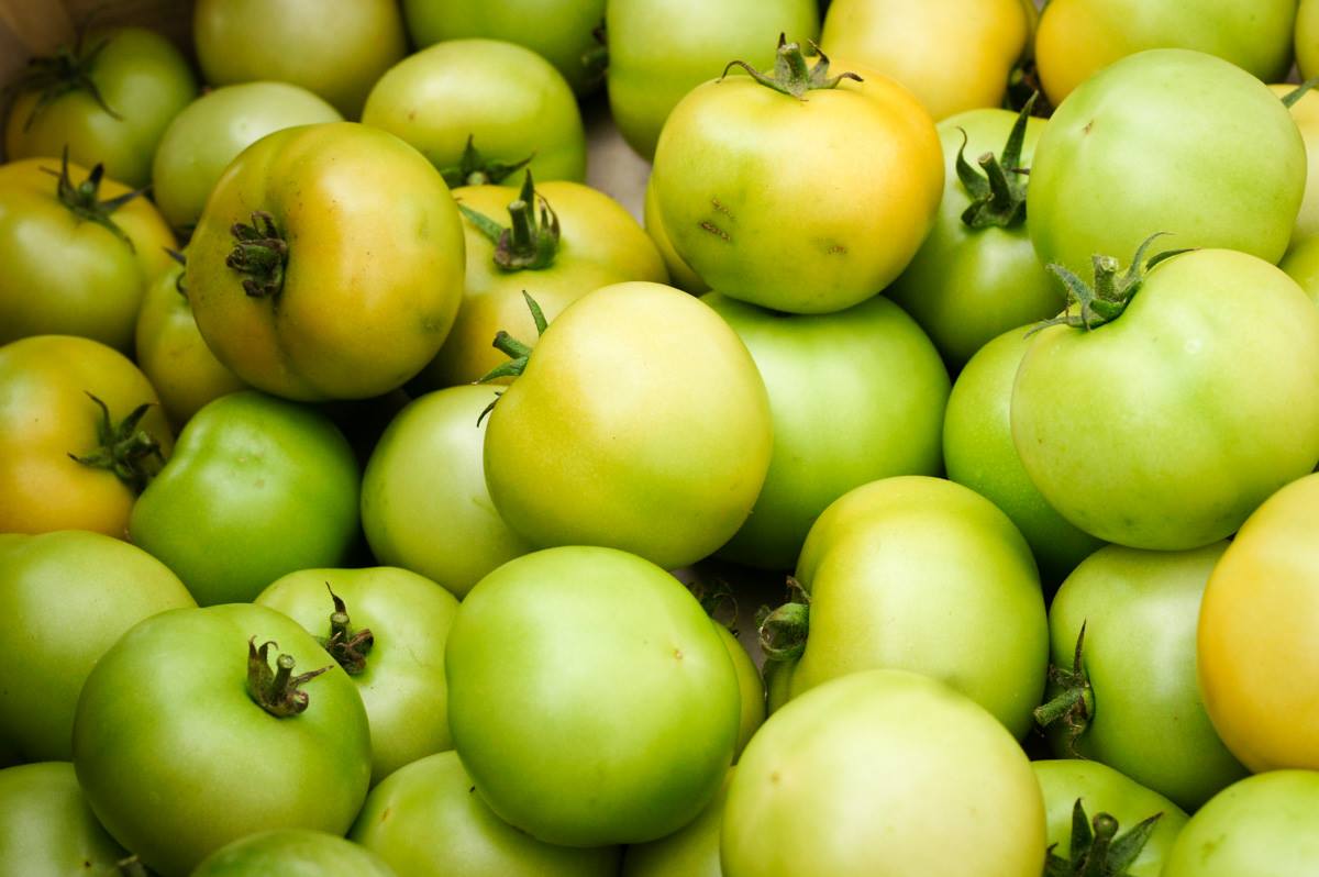 Des tomates vertes dans une caisse - La Cour d'Orgères