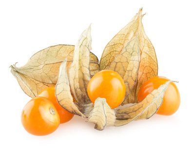 Physalis