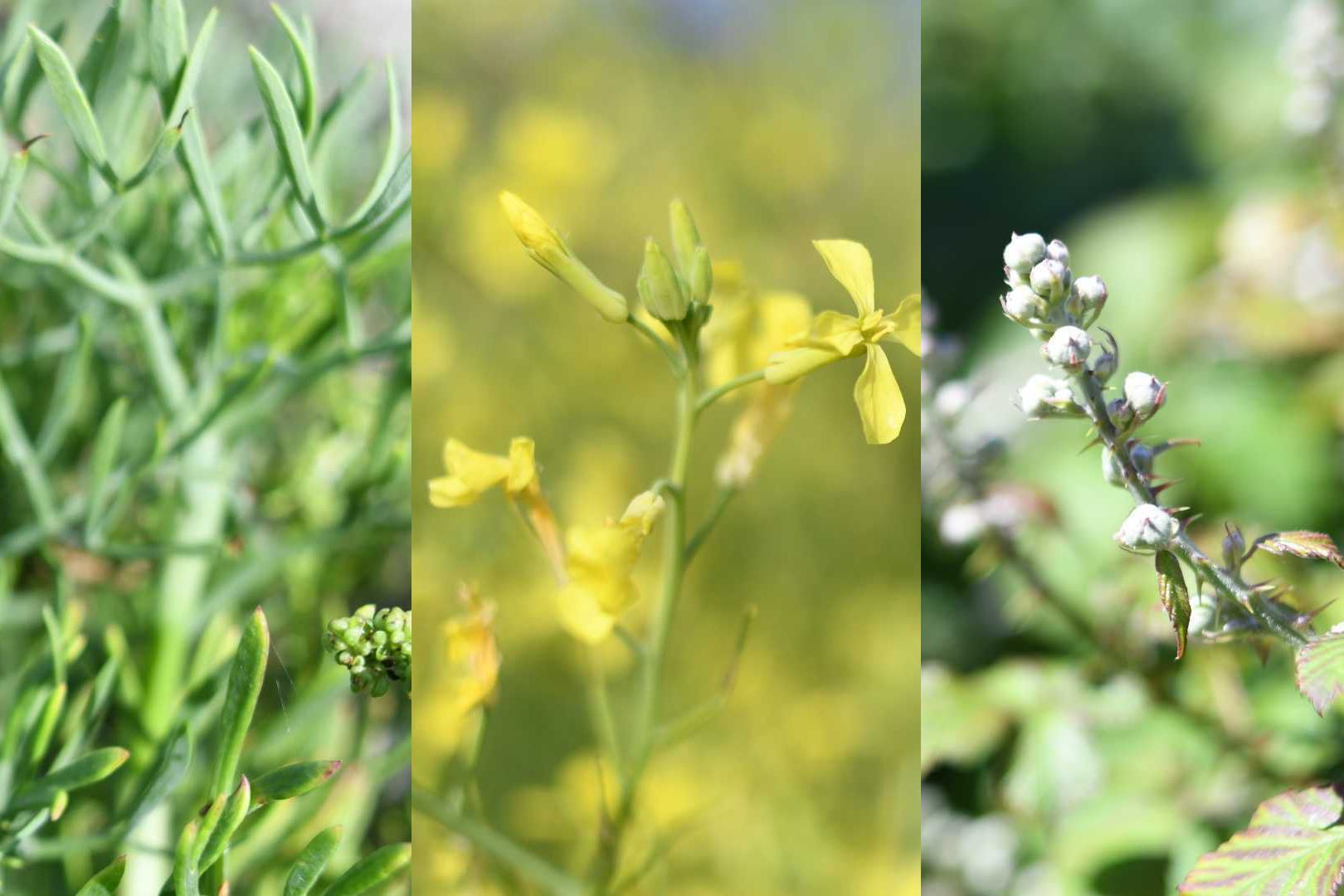 balade-plantes-comestibles_1