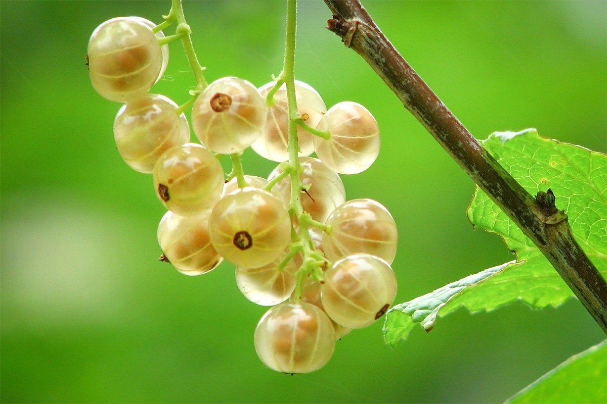 Tout Savoir Sur Les Groseilles Tout Savoir Sur Les Fruits La Cour D Orgeres Tout Savoir Sur Les Groseilles Tout Savoir Sur Les Fruits La Cour D Orgeres