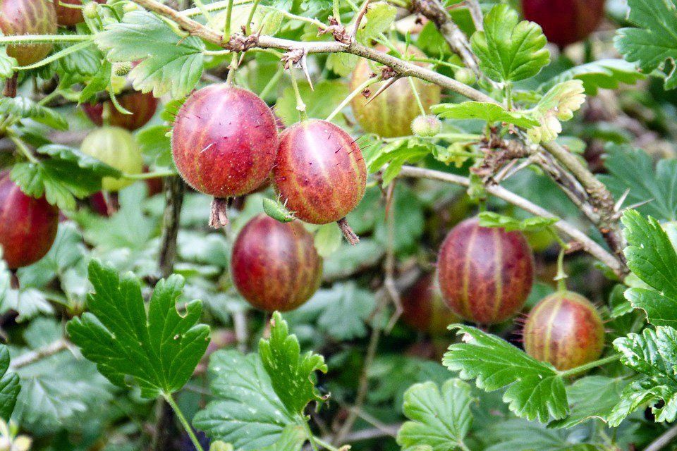 Tout Savoir Sur Les Groseilles Tout Savoir Sur Les Fruits La Cour D Orgeres Tout Savoir Sur Les Groseilles Tout Savoir Sur Les Fruits La Cour D Orgeres