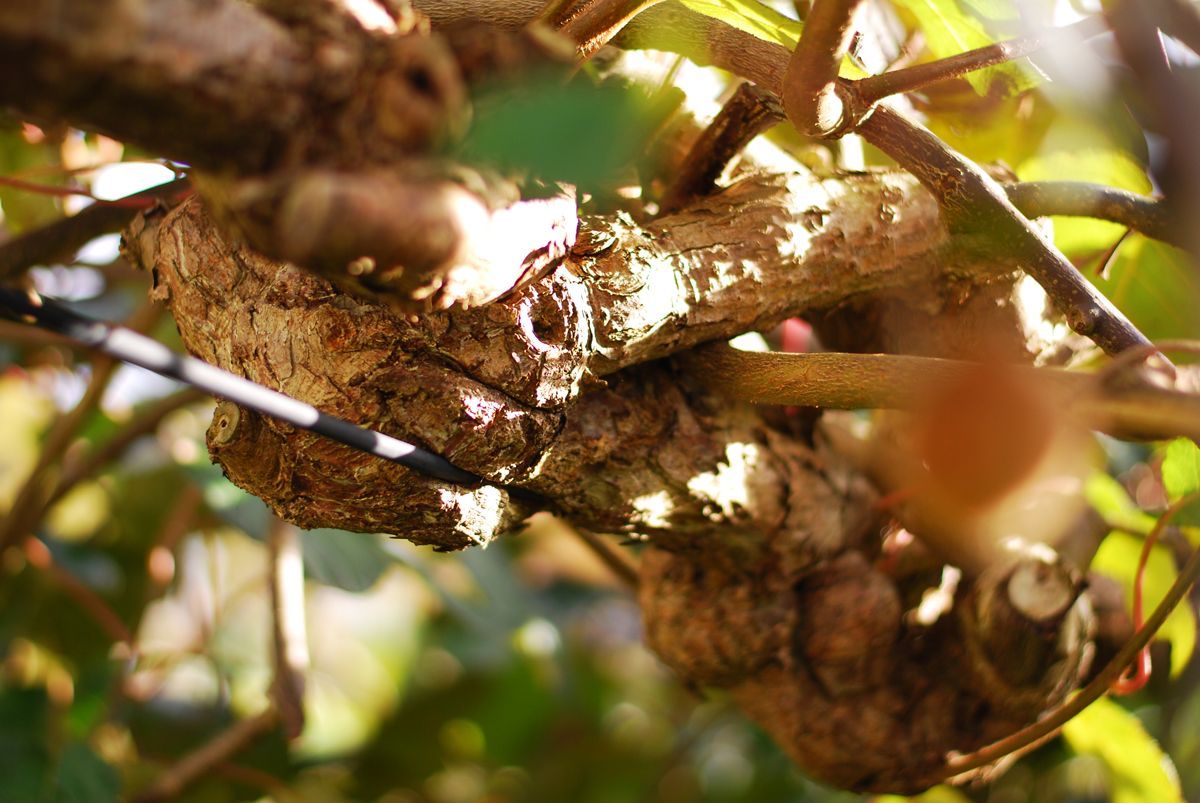 arbre-kiwi