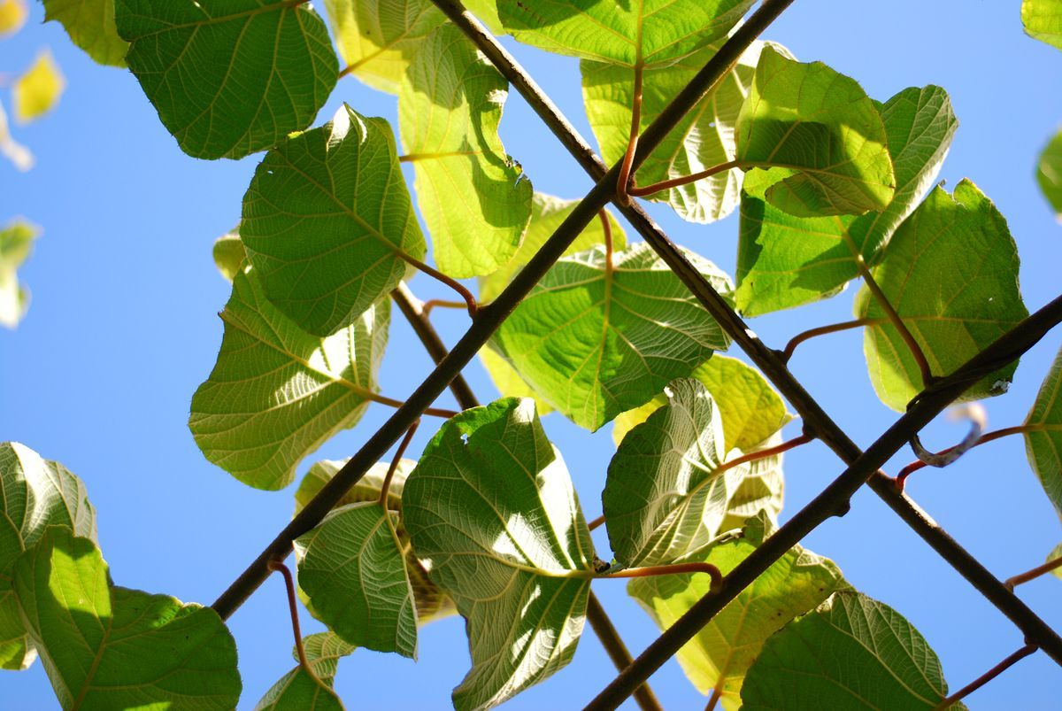 feuille-arbre-kiwi