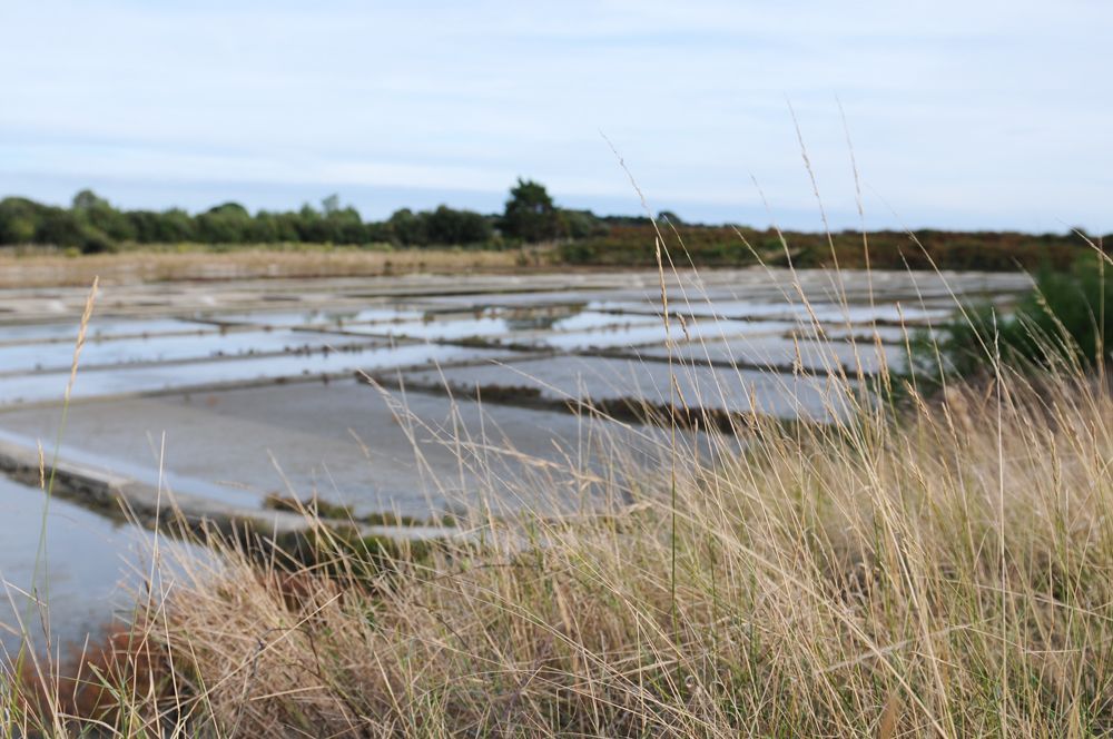 marais-salants