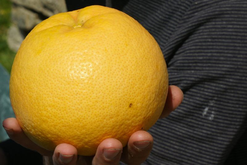 Le pamplemousse le fruit vitalisant du printemps ! tout savoir sur