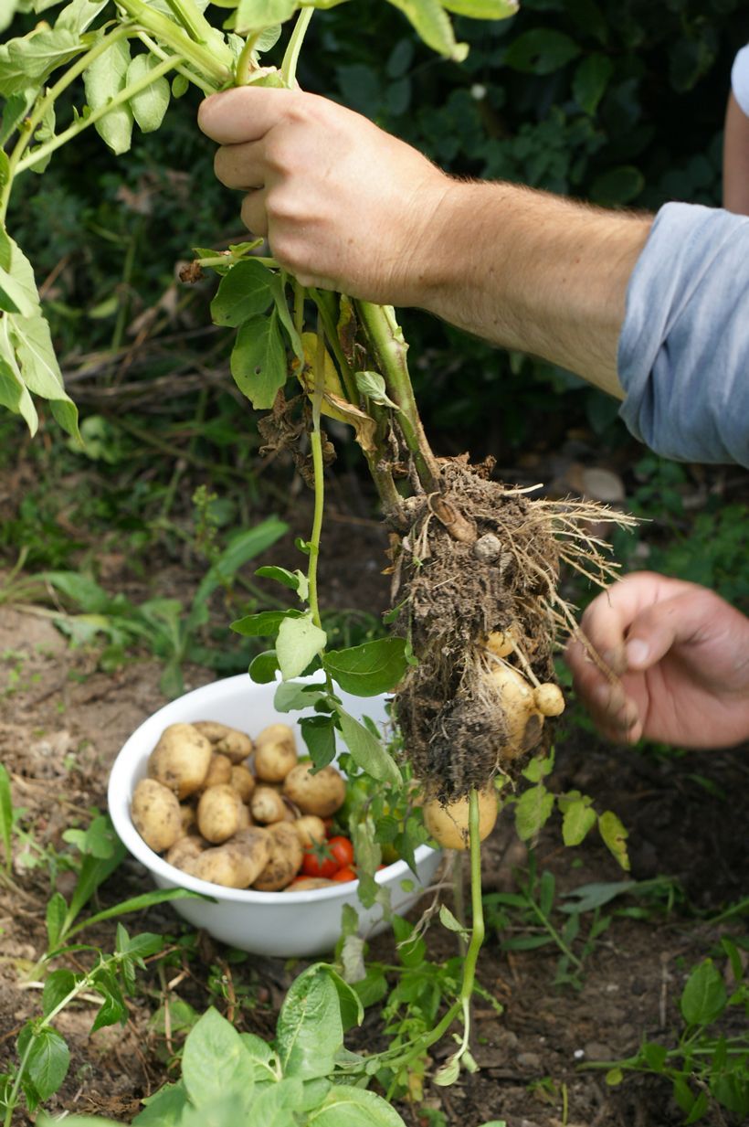 recolter-les-pommes-de-terre-du-jardin