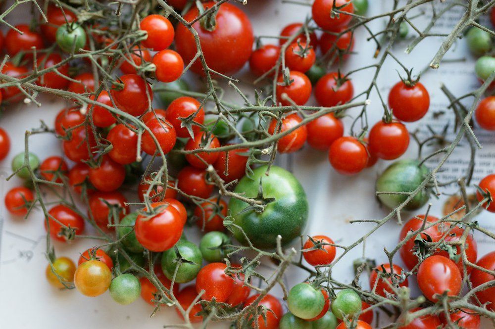 tomates qui murissent dans le papier journal