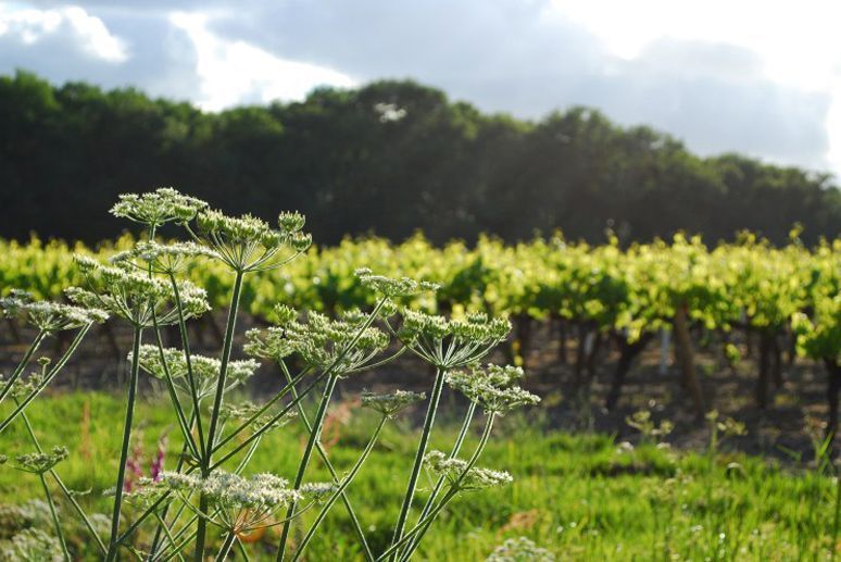 vignes
