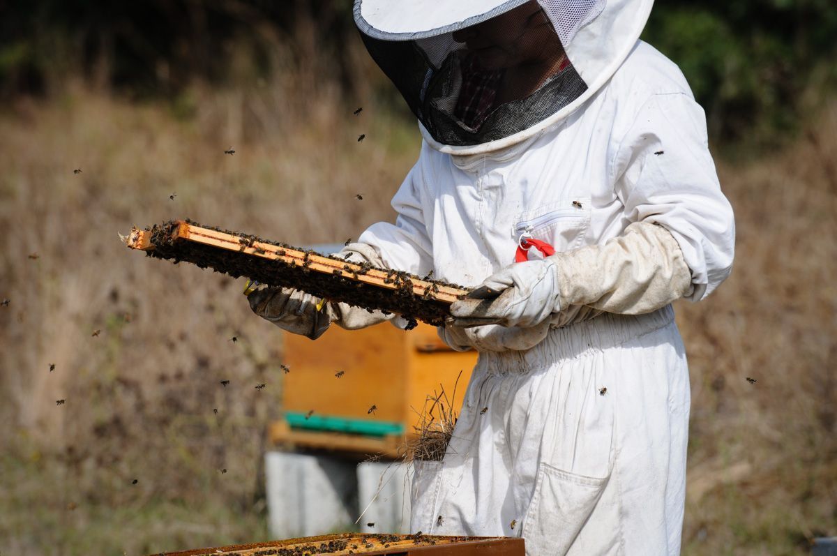 Le vol des abeilles autour de la rûche