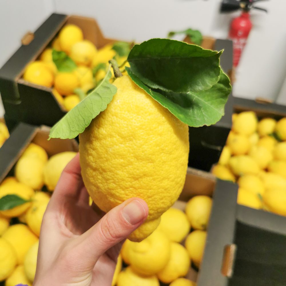 coulisses-citron7.jpg