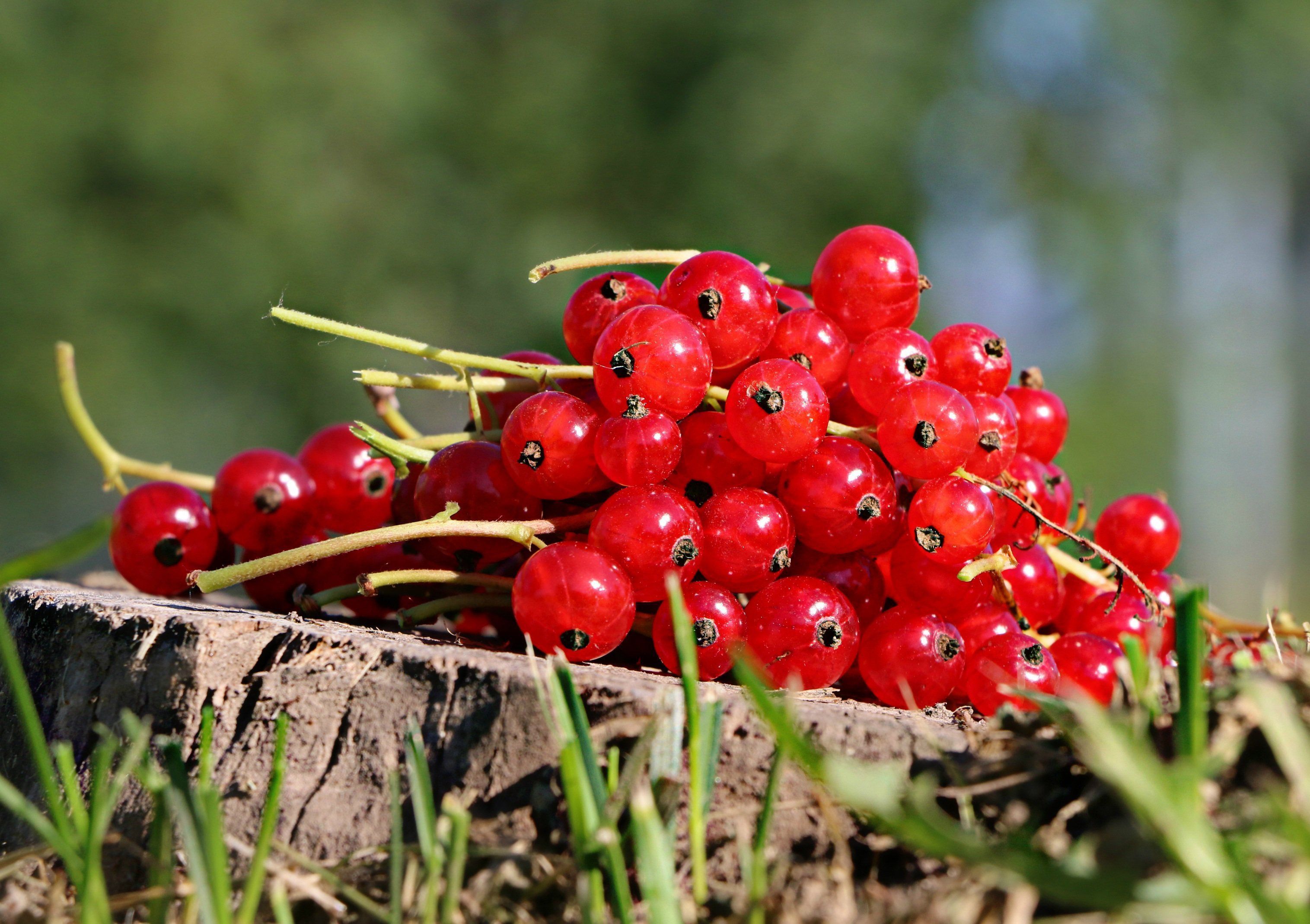 grappe de groseilles sur un tronc d'arbre