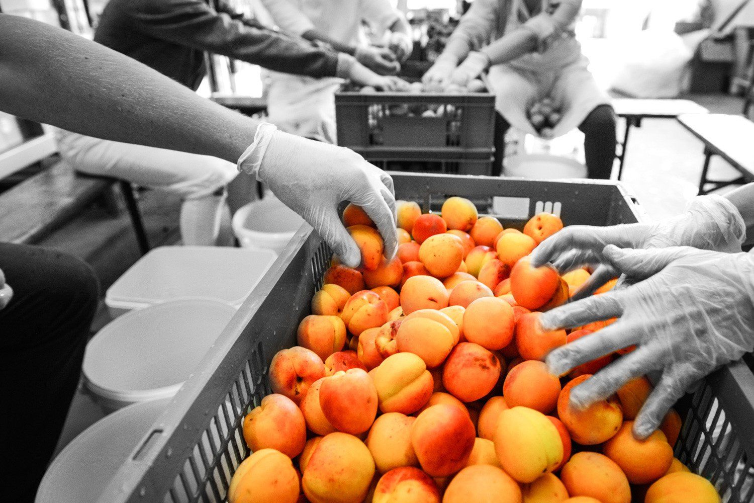 La Cour d'Orgères : Dénoyautage des abricots