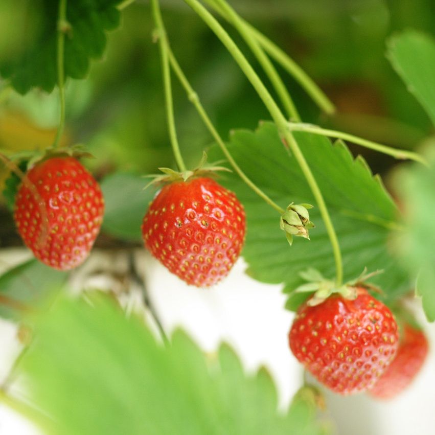 fraise-printemps.jpg