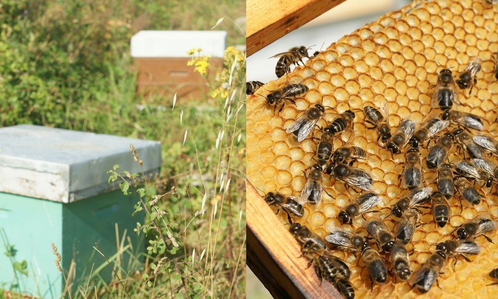 miel-quiberon-cadre-abeilles2