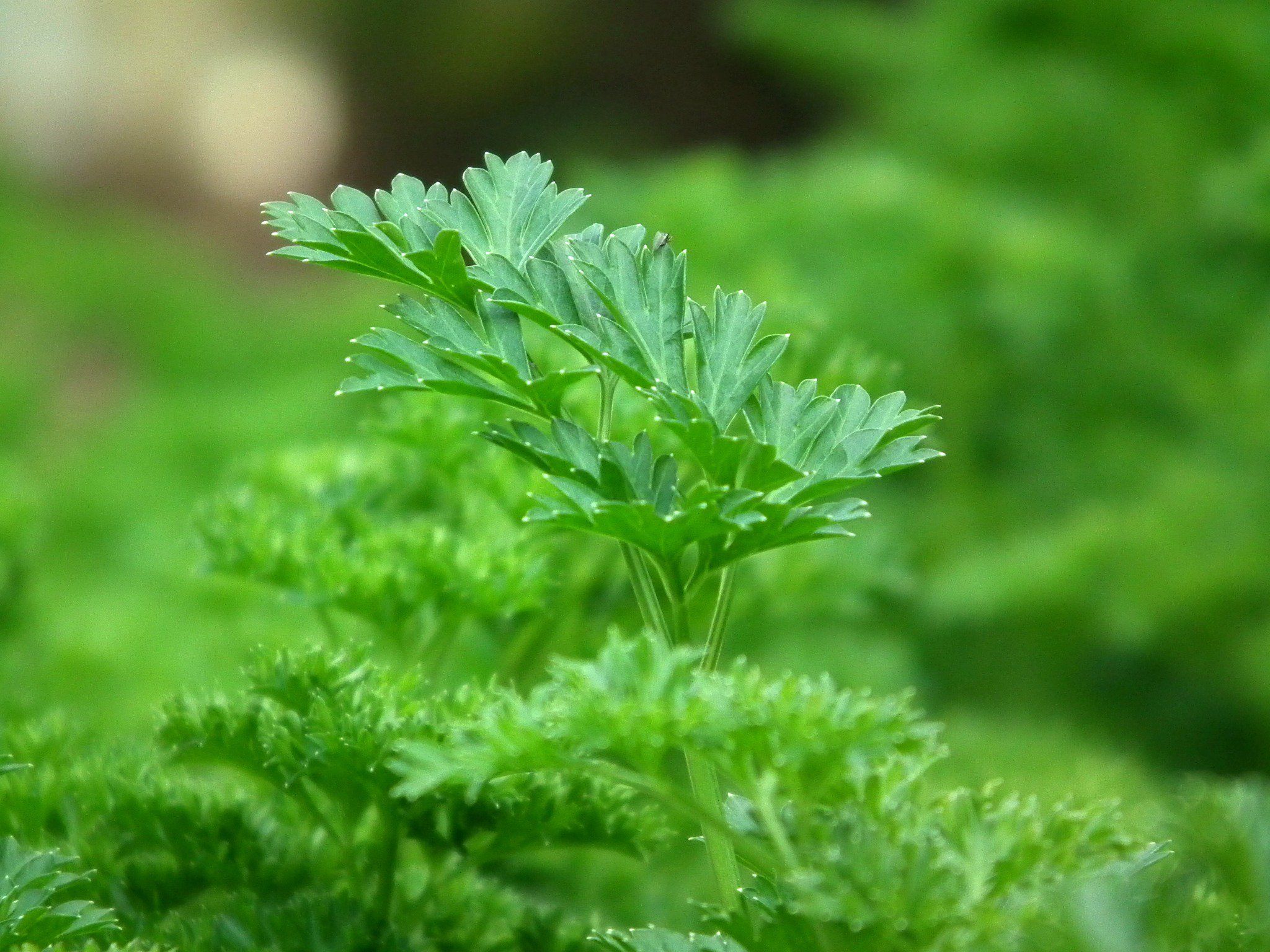 Укроп яблоко. Петрушка parsley. Петрушка зелень. Петрушка растение.