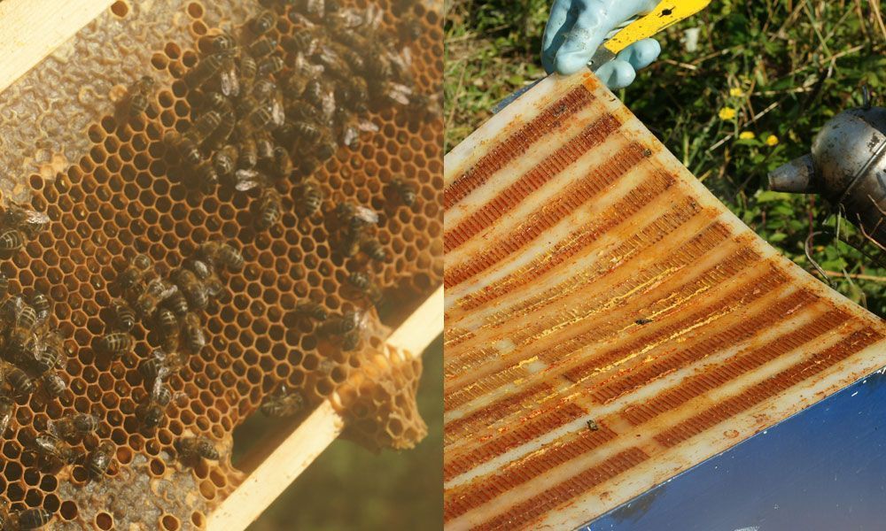 propolis-gelee-royale_2