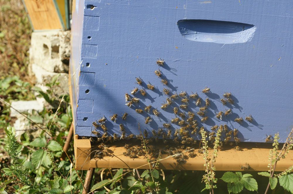 ruche-abeilles