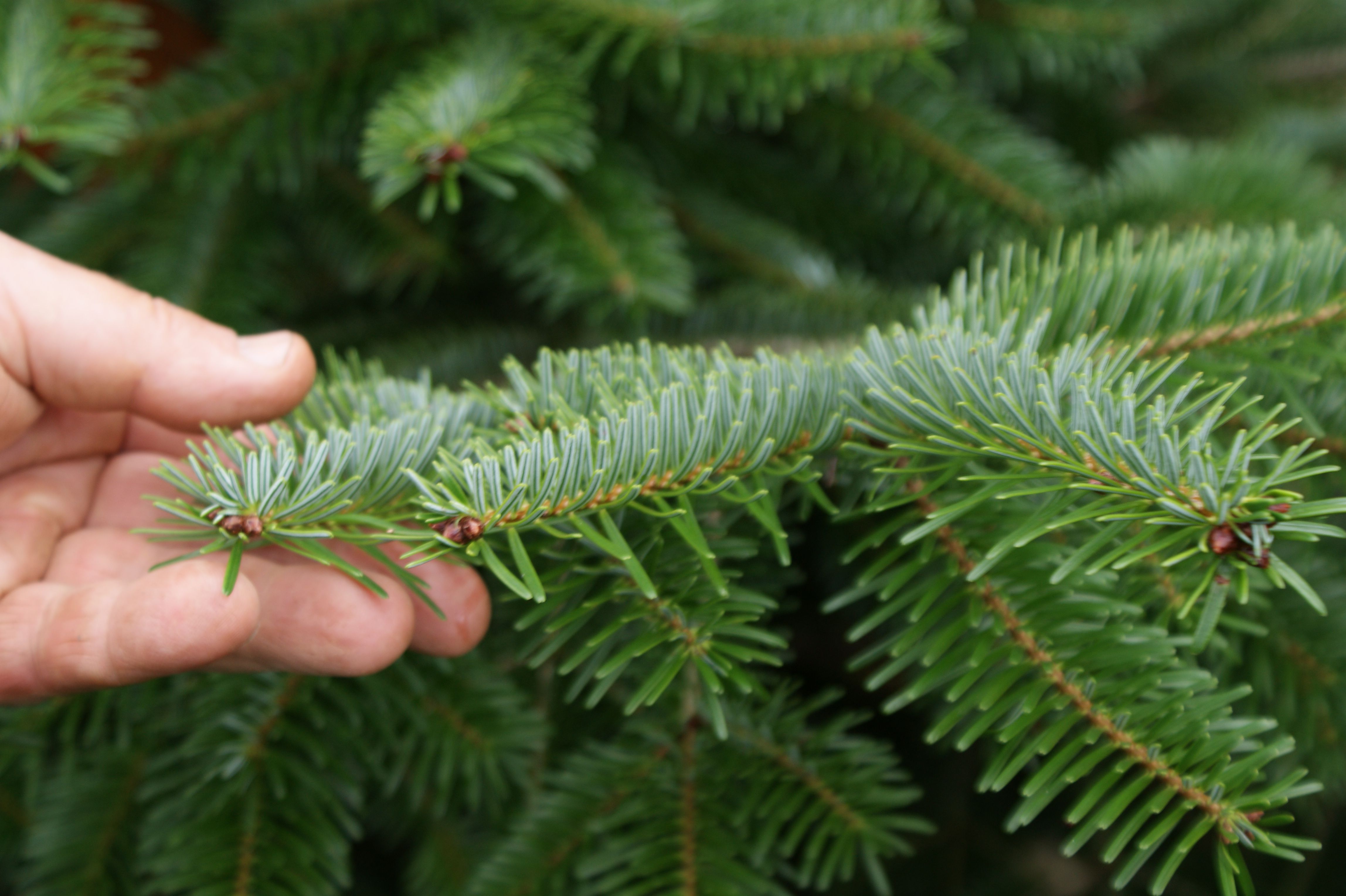 producteur sapins bio