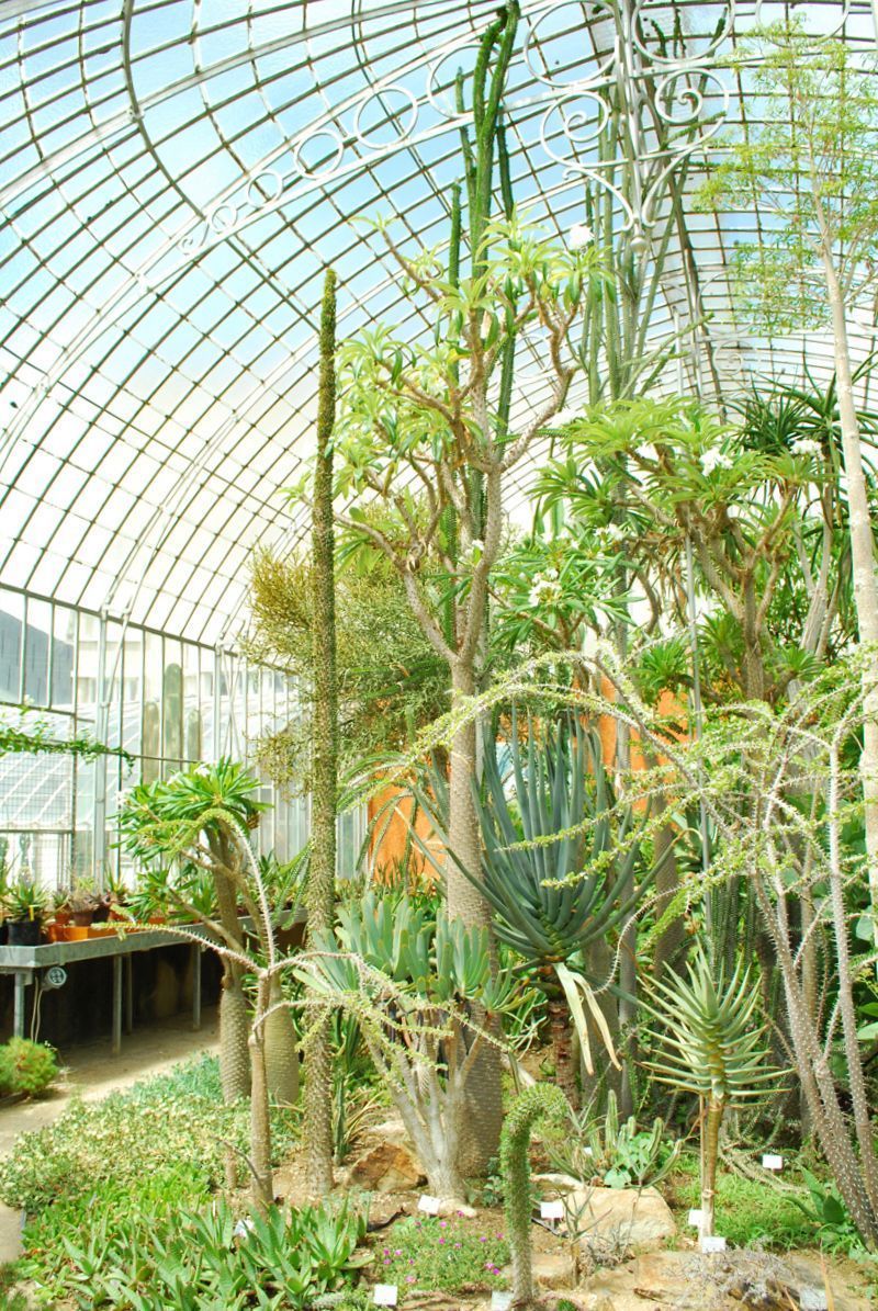 serre-jardin-des-plantes