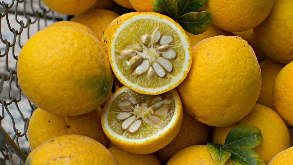 yuzu du japon